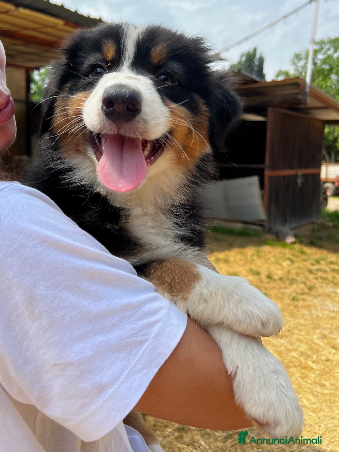 Australian Shepherd cani in vendita: Cucciolo pastore australiano black tricolor  a Città Metropolitana di Torino - Immagine 2