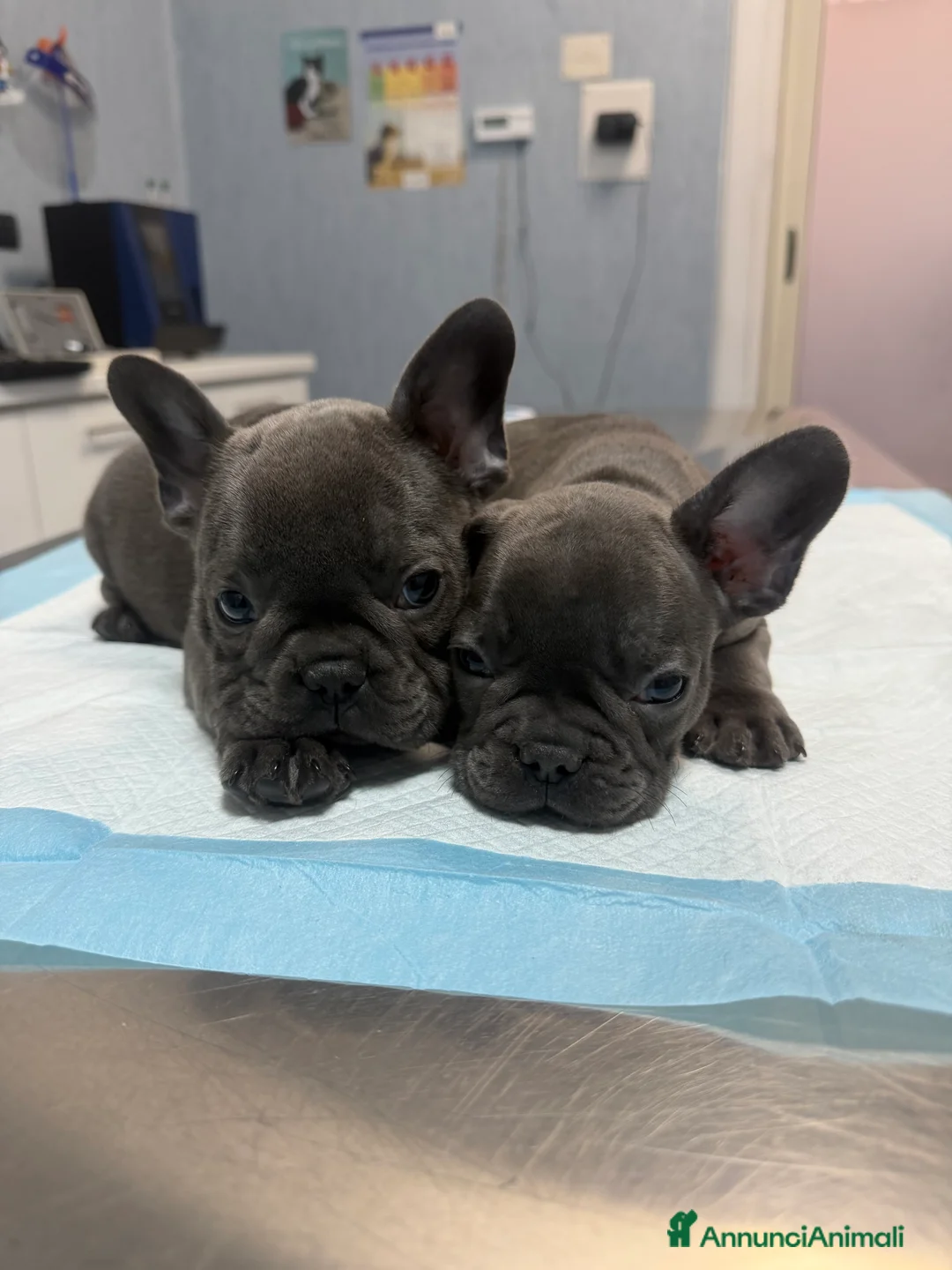 Bulldog Francese cani in vendita: Buldogue francesi - Annuncio 3