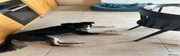 Meticcio cani in regalo: CERCA FAMIGLIA RESPONSABILE PER KEN - Annuncio 4