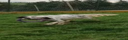 Setter Inglese cani in regalo: OTELLO adora giocare! a Città Metropolitana di Torino - Annuncio 7
