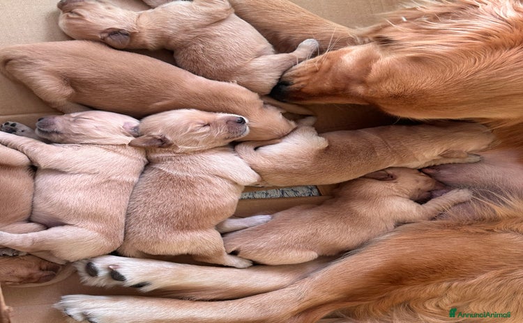 Golden Retriever cani Golden retriver americano  - Annuncio 10