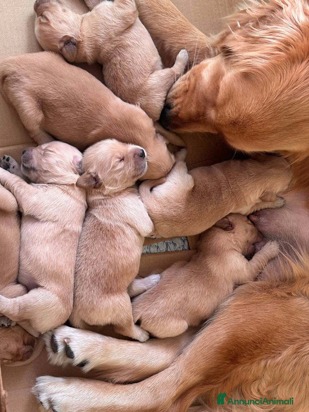 Golden Retriever cani in vendita: Golden retriver americano  - Annuncio 1