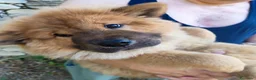 Chow Chow cani in vendita: Chow Chow - Annuncio 1