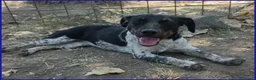 Meticcio cani in regalo: INCOLLA TENERA CUCCIOLOTTA CERCA UNA MAMMINA TUTTA - Annuncio 7