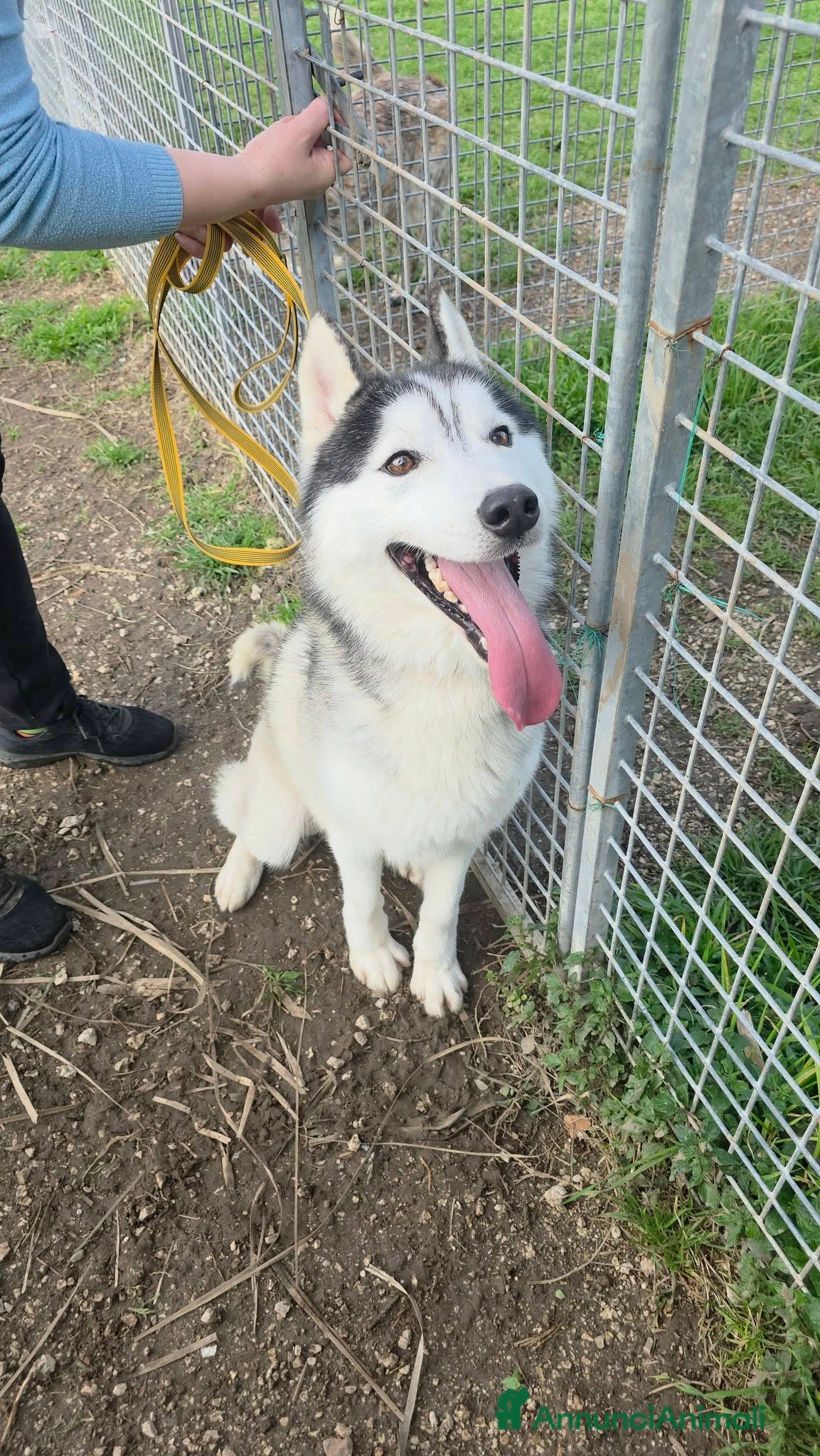 Husky cani Siberius, husky, in canile - Annuncio 1