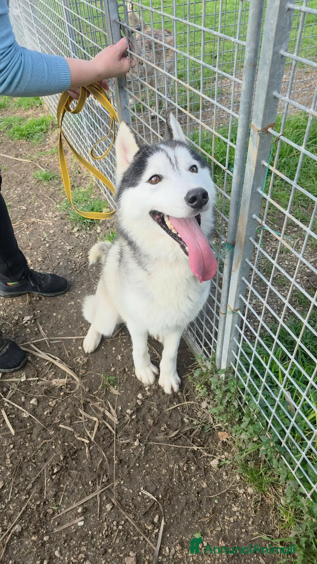 Husky cani in regalo: Siberius, husky, in canile - Annuncio 1