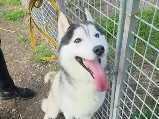 Husky cani Siberius, husky, in canile - Annuncio 1