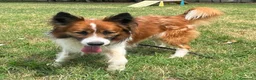 Meticcio cani in regalo: CHARLIE BORDER COLLIE - Annuncio 6