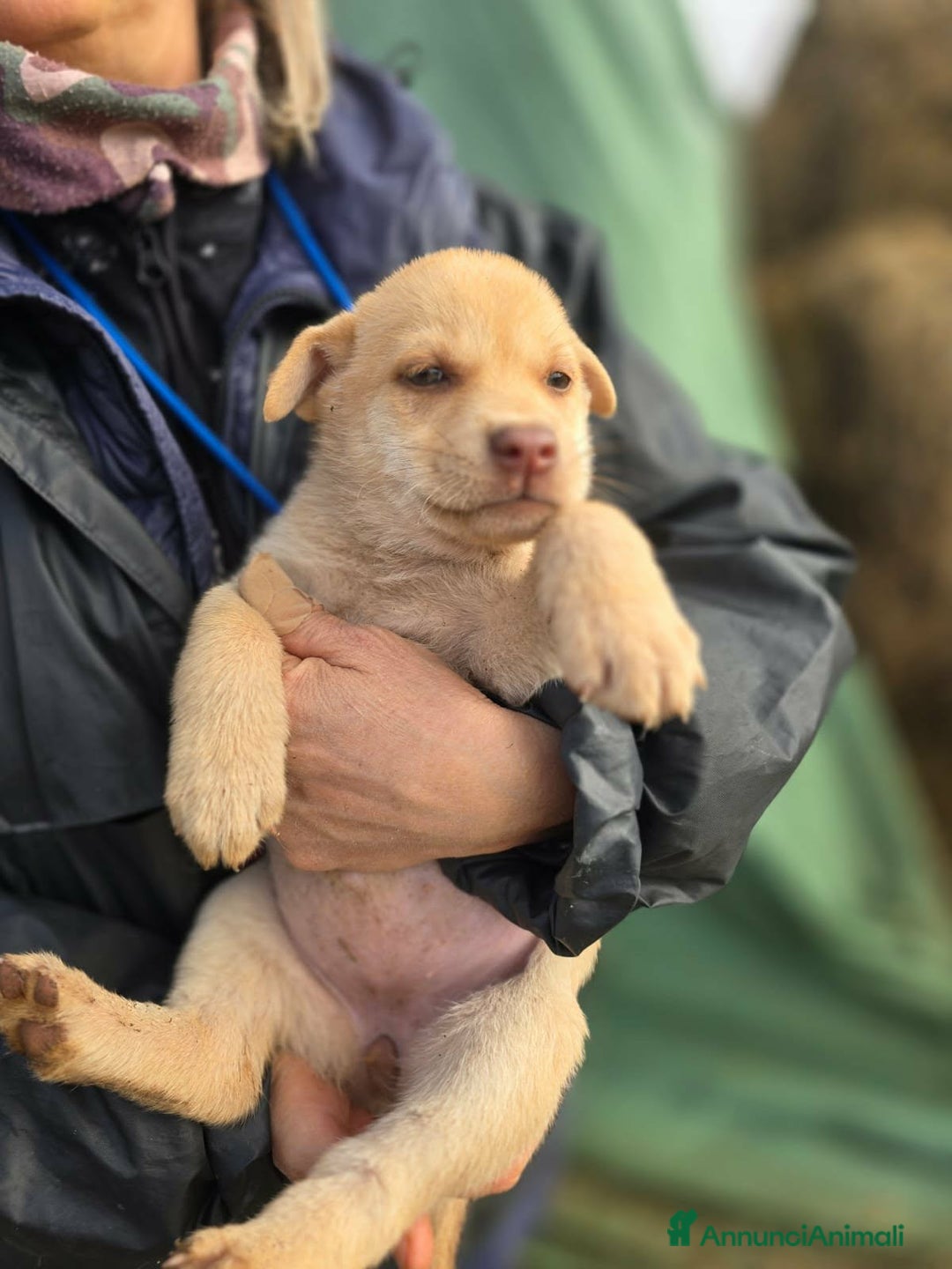 Meticcio cani in regalo: Gioia stupenda cucciola in attesa di una famiglia - Annuncio 2
