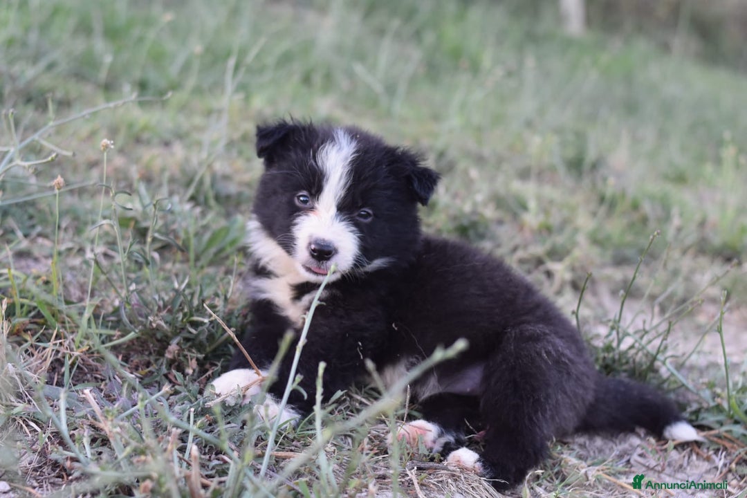 Border Collie cani in vendita: Border collie a Provincia di Campobasso - Immagine 4