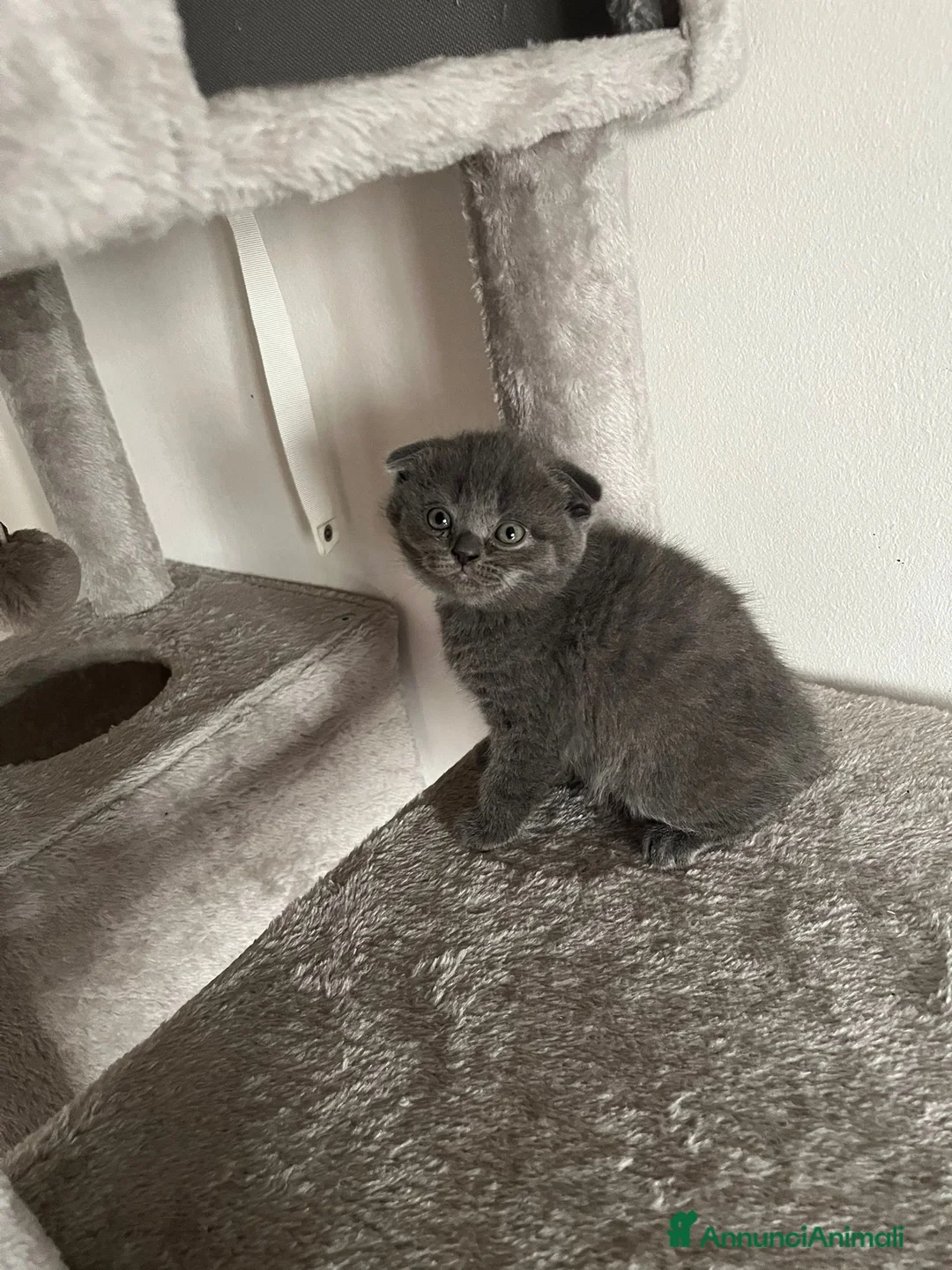 Scottish gatti in vendita: Scottish fold - Annuncio 2