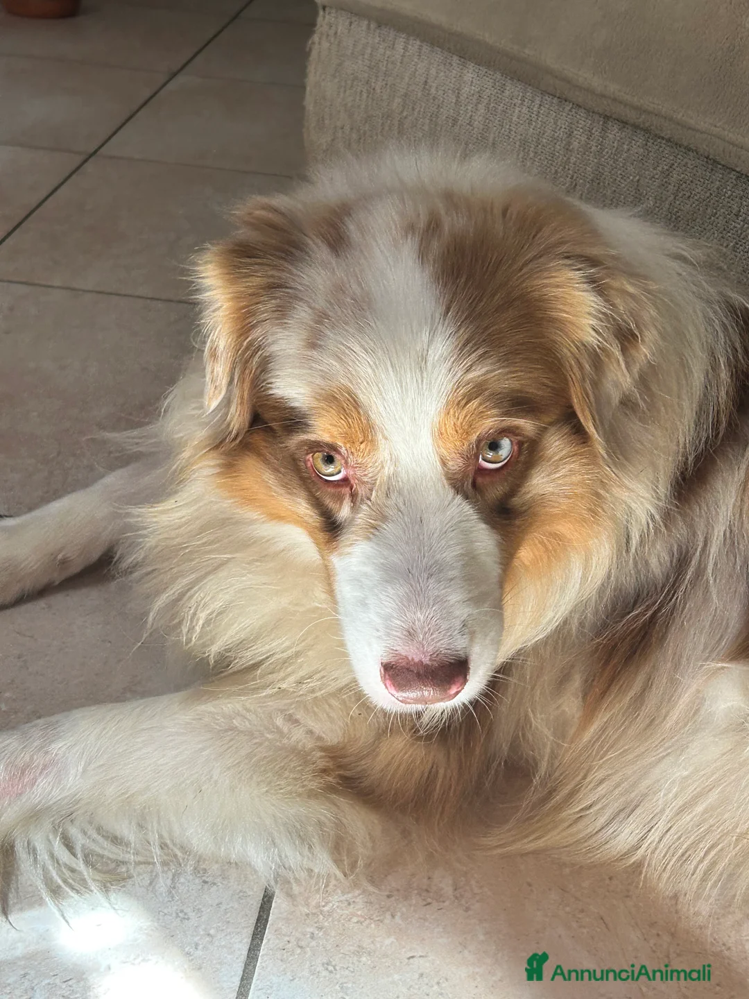 Australian Shepherd cani per accoppiamento: Fidanzata per Tito a Provincia di Lucca - Annuncio 9