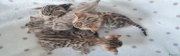 Bengala gatti in vendita: Bengala cuccioli con pedegree a Provincia di Varese - Annuncio 6