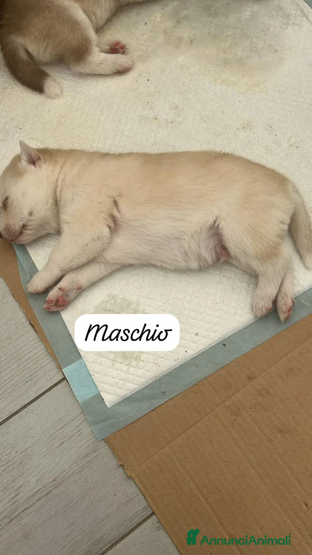 Husky cani in vendita: Husky (NO PEDIGREE) - Annuncio 2