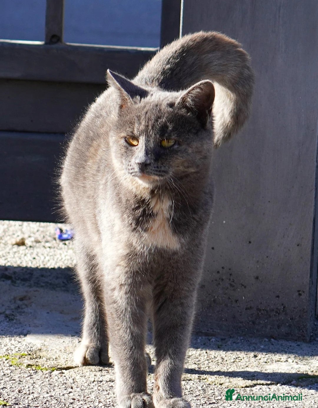 Meticcio gatti in regalo: Scheggia, gattina meravigliosa - Annuncio 2