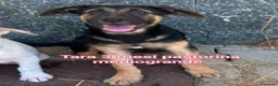 Meticcio cani in regalo: CUCCIOLI, URGENTE: TEMPO SCADUTO! a Provincia di Arezzo - Annuncio 10