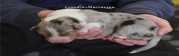 Australian Shepherd cani in vendita: Cuccioli pastore australiano pedegree ENCI - Annuncio 7