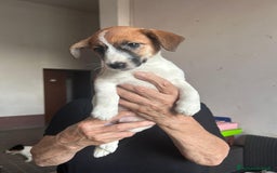 Jack Russell cani in vendita: Vendo Jack  a Città Metropolitana di Bologna - Immagine 3