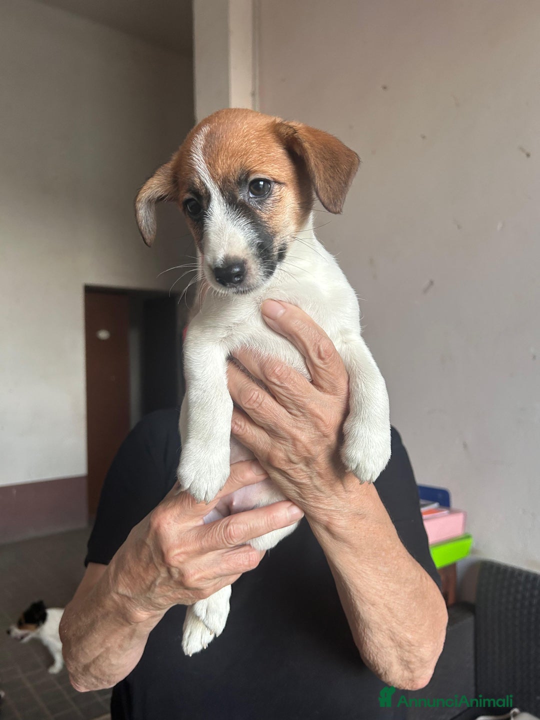 Jack Russell cani in vendita: Vendo Jack  a Città Metropolitana di Bologna - Immagine 3