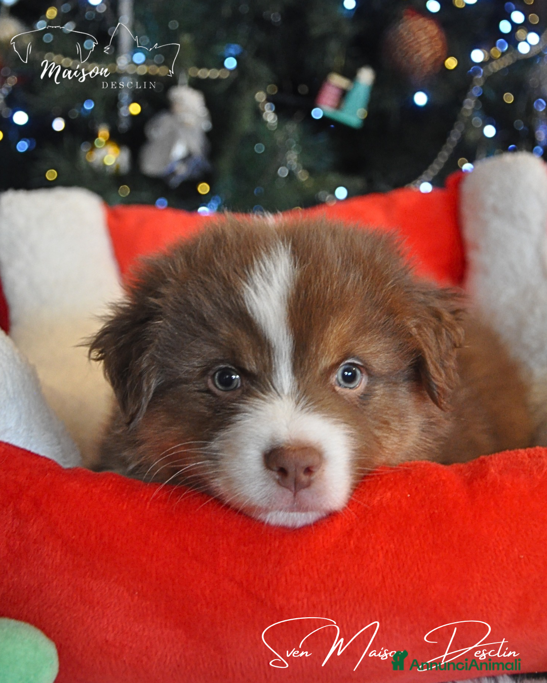 Australian Shepherd cani in vendita: Cuccioli pastore australiano  - Annuncio 5