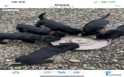 Labrador cani in vendita: Splendida Cucciolata Labrador Nera a Città metropolitana di Messina - Immagine 6