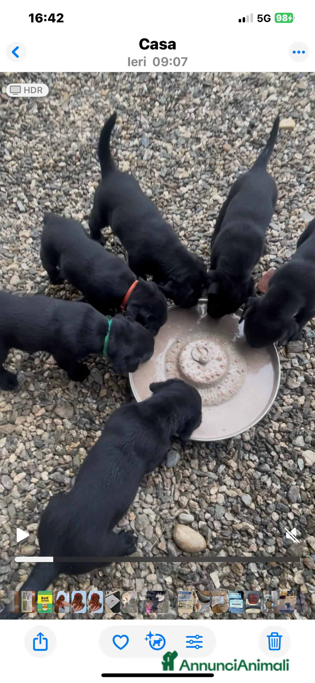 Labrador cani in vendita: Splendida Cucciolata Labrador Nera a Città metropolitana di Messina - Annuncio 6
