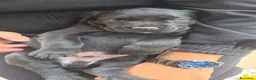 Cane Corso cani in vendita: CANE CORSO a Provincia di Barletta-Andria-Trani - Annuncio 5