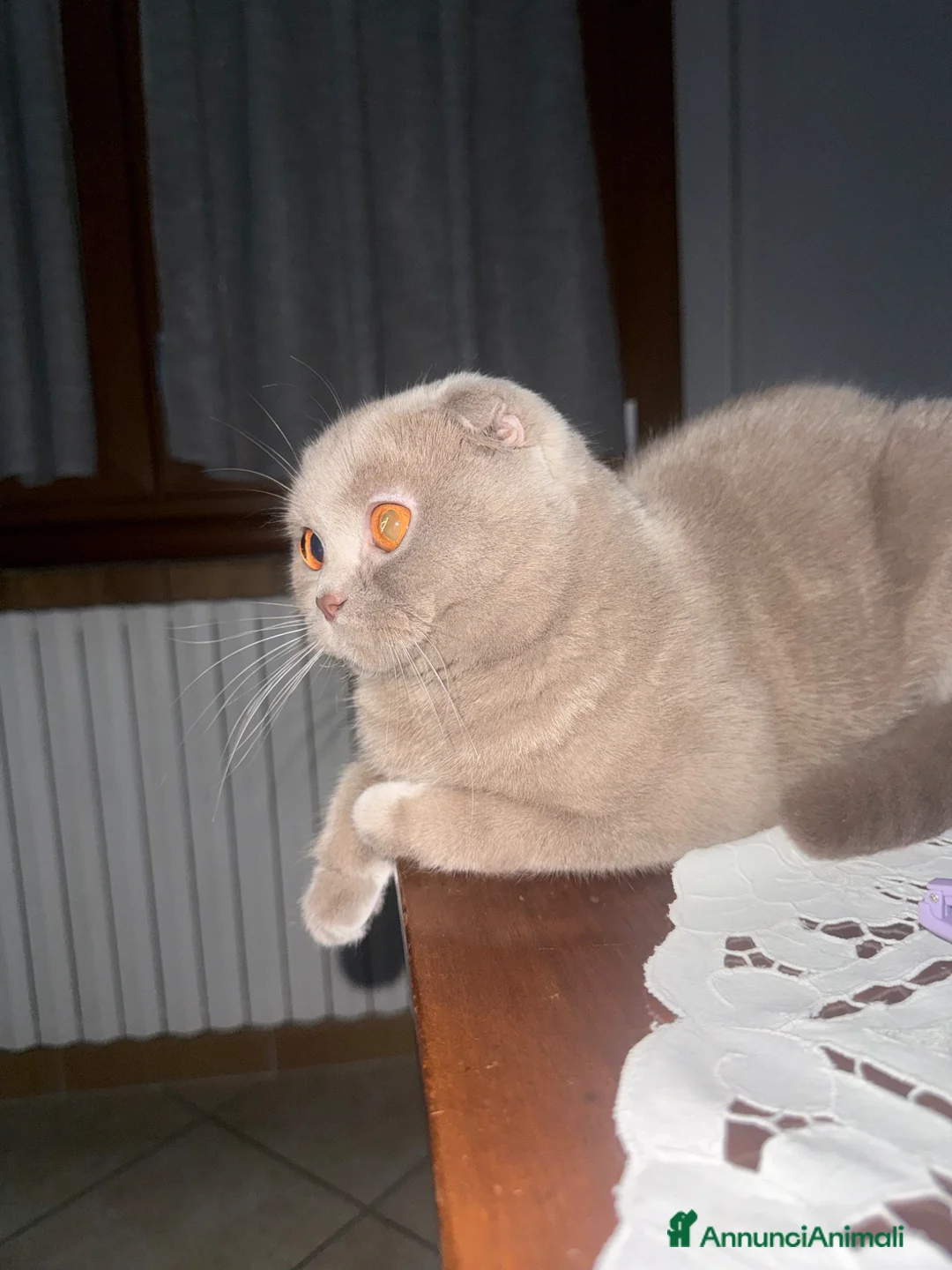 Scottish gatti in vendita: Vendo scottish  - Annuncio 2