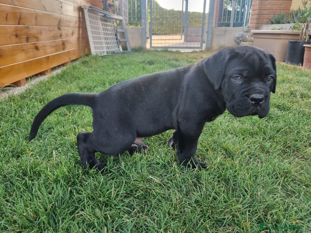 Cane Corso cani in vendita: Cuccioli cane corso a Provincia di Verona - Immagine 4