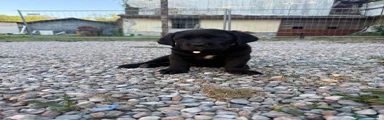 Cane Corso 1