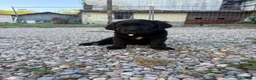 Cane Corso cani in vendita: Cane corso  - Annuncio 3
