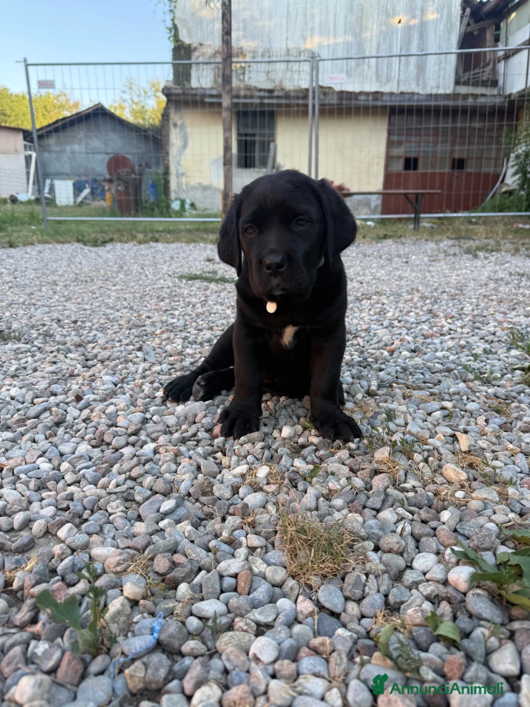 Cane Corso cani in vendita: Cane corso  - Annuncio 3