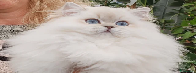Yuky 