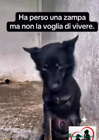 Meticcio cani ADOZ.DEL💔:investito,abbandon,in silenzio hapaura - Annuncio 13