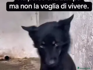 Meticcio cani ADOZ.DEL💔:investito,abbandon,in silenzio hapaura - Annuncio 13