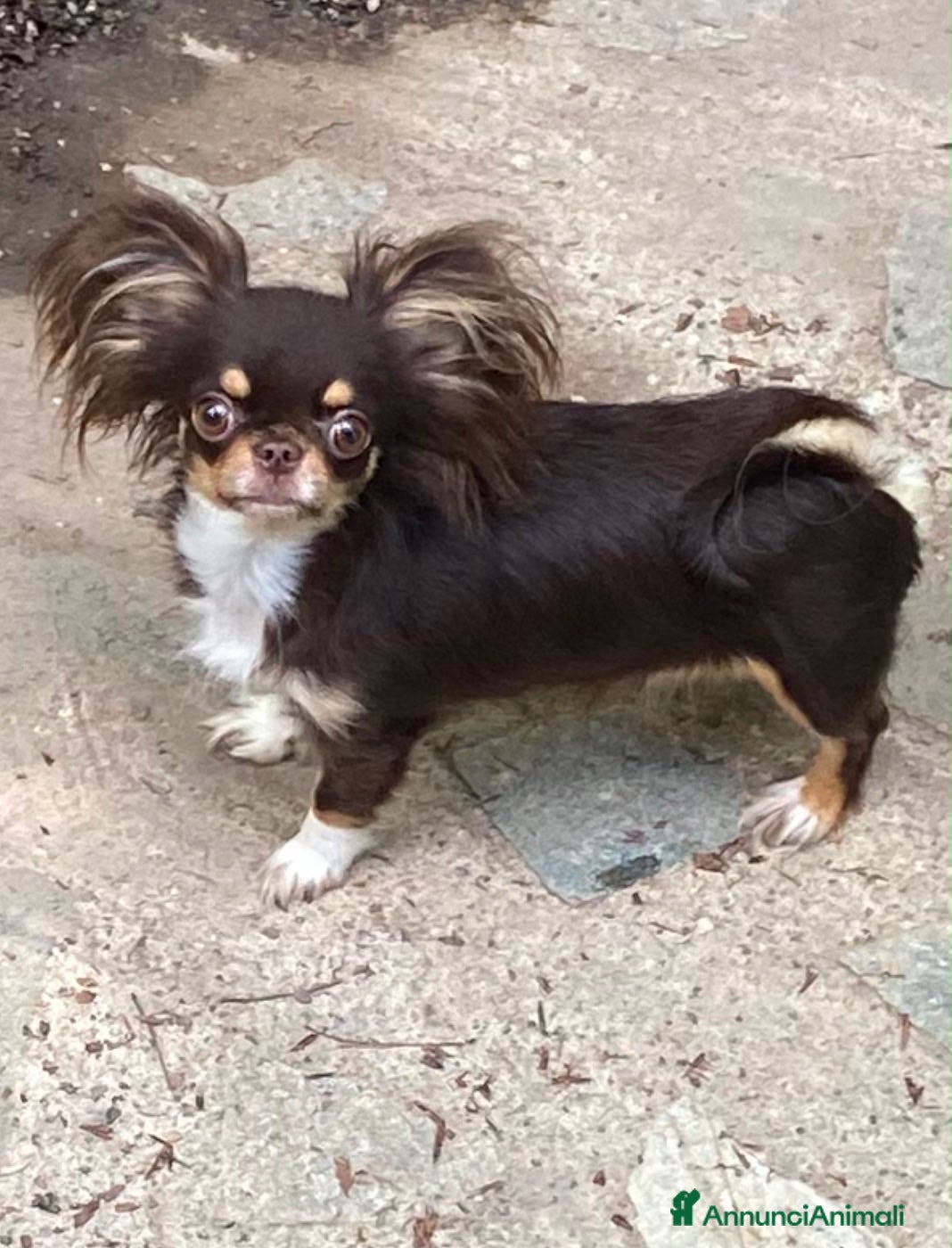 Chihuahua cani Cucciolo dí chihuahua  - Annuncio 2
