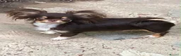 Chihuahua cani in vendita: Cucciolo dí chihuahua  - Annuncio 1