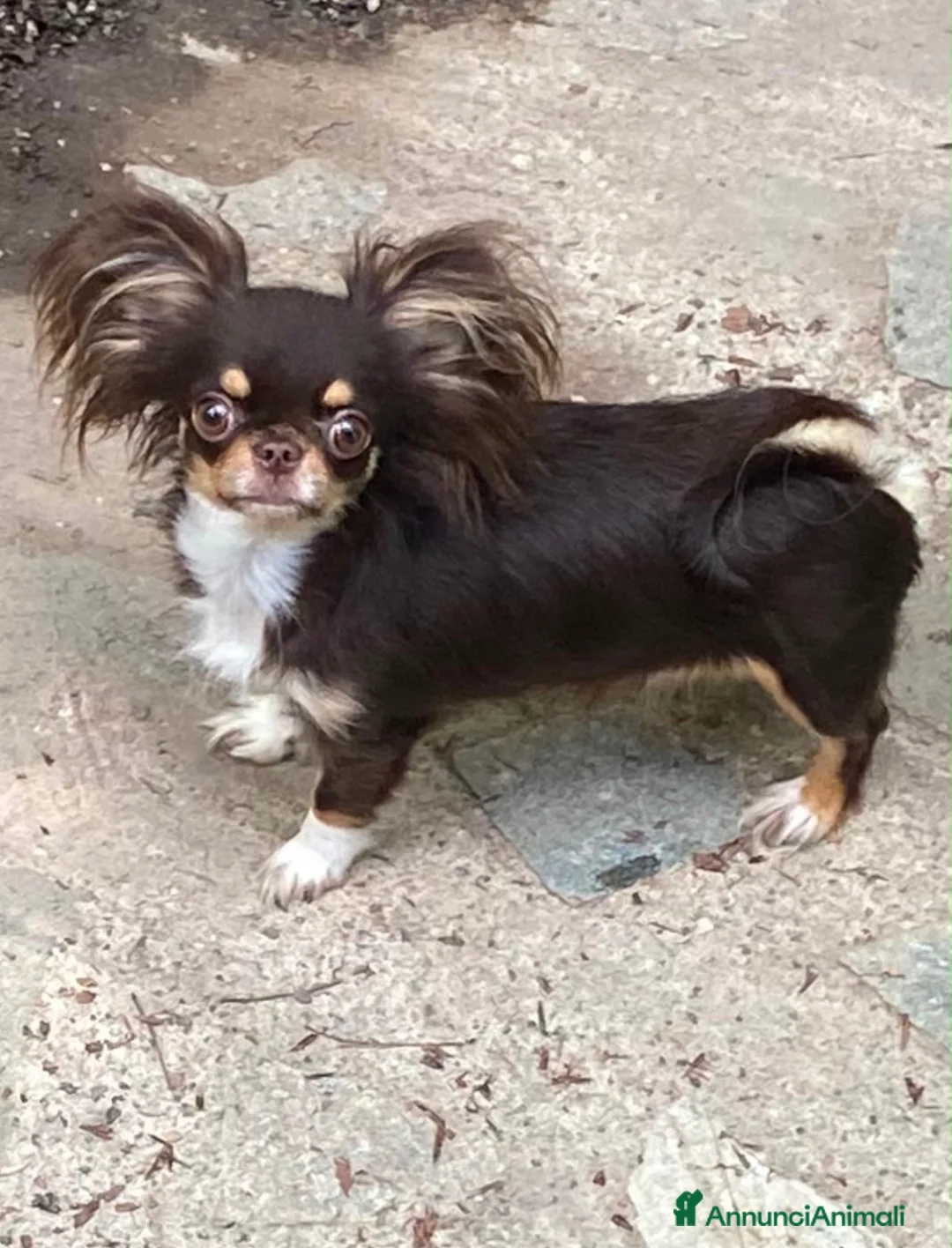 Chihuahua cani in vendita: Cucciolo dí chihuahua  - Annuncio 1
