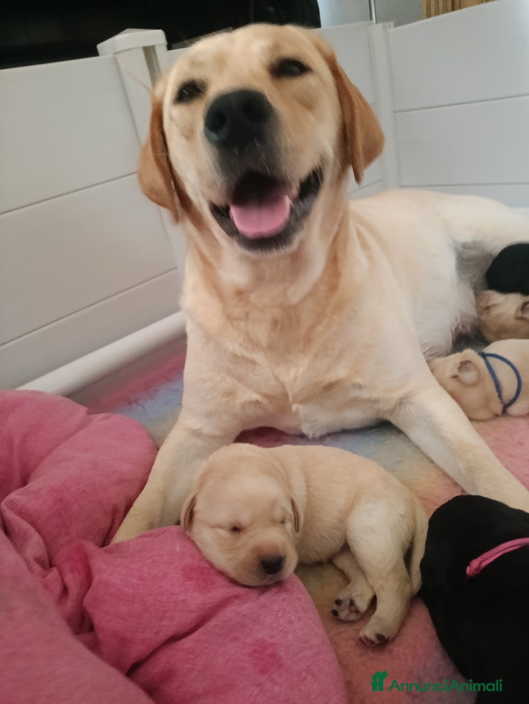 Labrador cani in vendita: Labrador Retriever neri e gialli - Annuncio 5