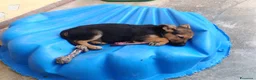 Meticcio cani in regalo: Koda è rimasto solo - Annuncio 3