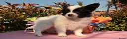 Papillon cani in vendita: Cucciolo piccola taglia  - Annuncio 3