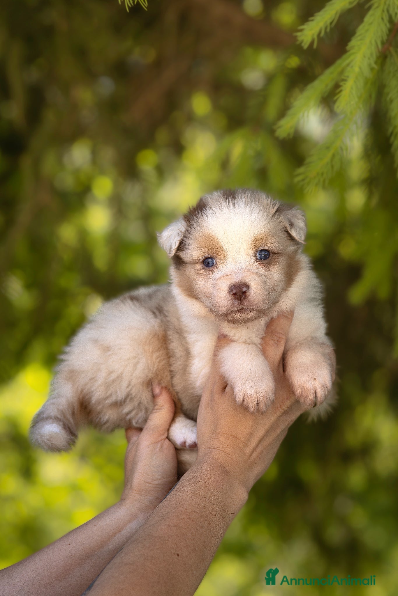 Australian Shepherd cani Cuccioli pastore australiano con pedigree - Annuncio 1