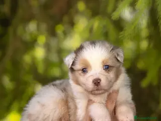 Australian Shepherd cani Cuccioli pastore australiano con pedigree - Annuncio 4