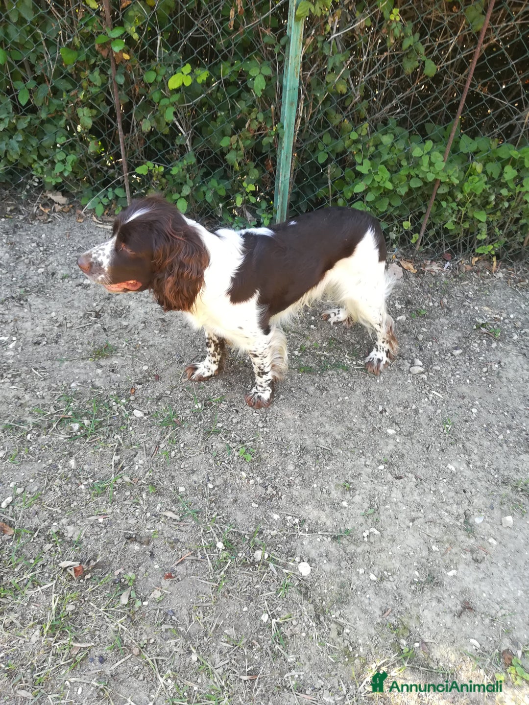 Springer Spaniel Inglese cani per accoppiamento: SPRINGER SPANIEL PER MONTA - Annuncio 3