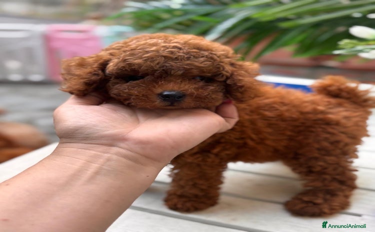 Barboncino Toy cani a Provincia di Savona - Annuncio 3