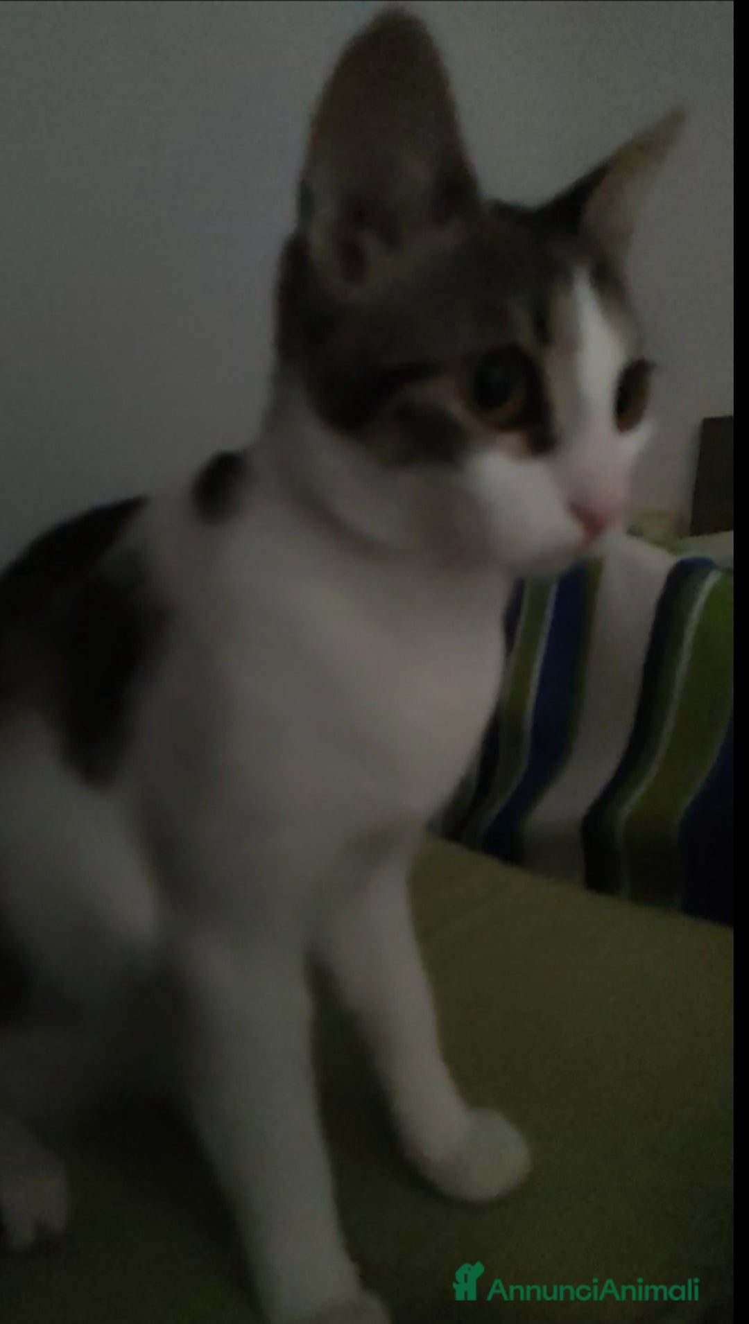 Europeo gatti in regalo: Piccola anima in cerca di amore 💔 - Annuncio 3