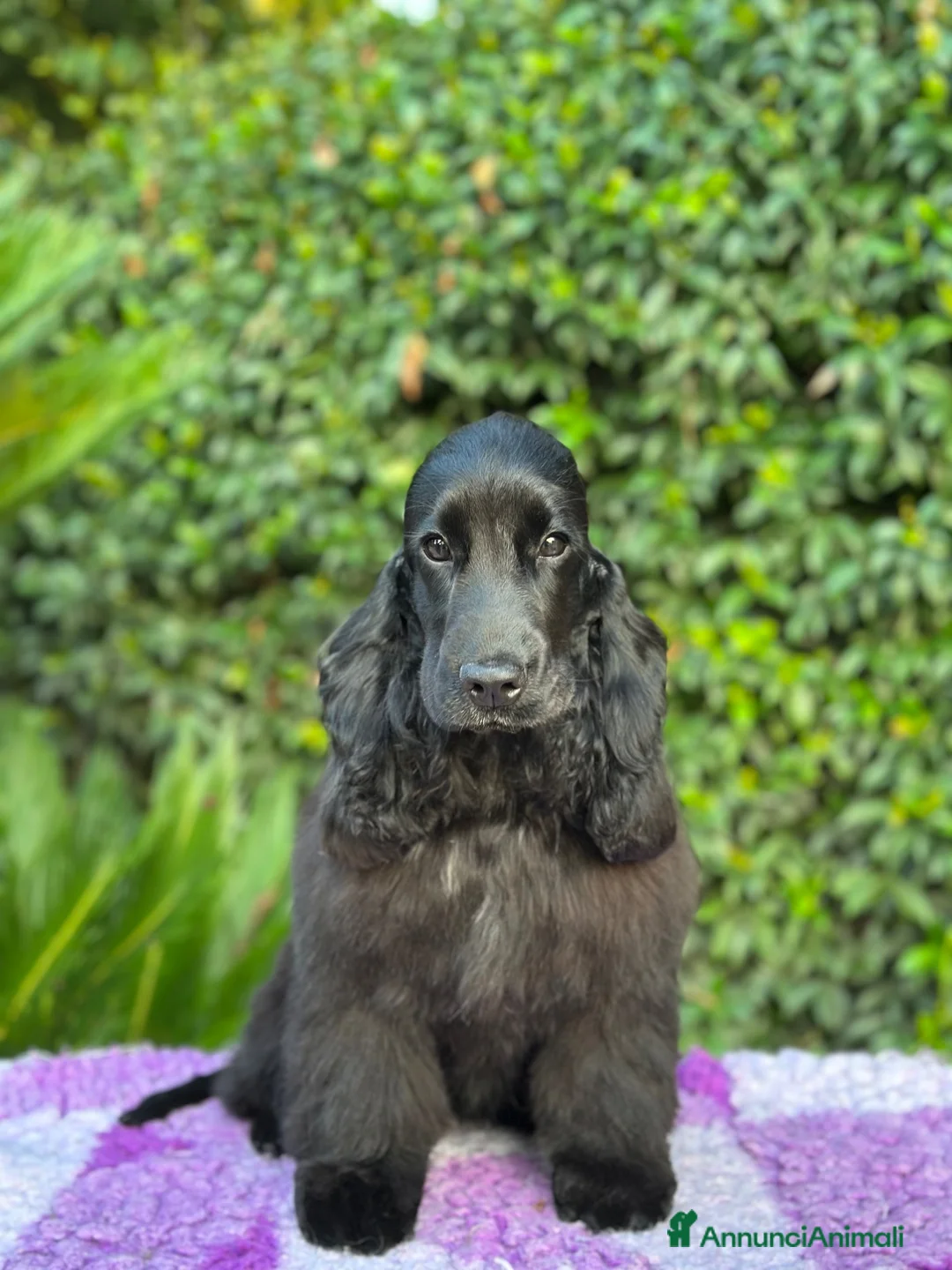 Cocker cani in vendita: Cocker spaniel inglese  - Annuncio 2