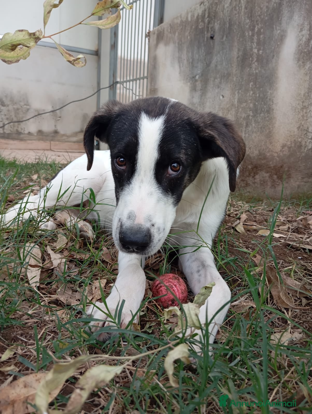 Meticcio cani SNOOPY! (25-30KG) - Annuncio 14