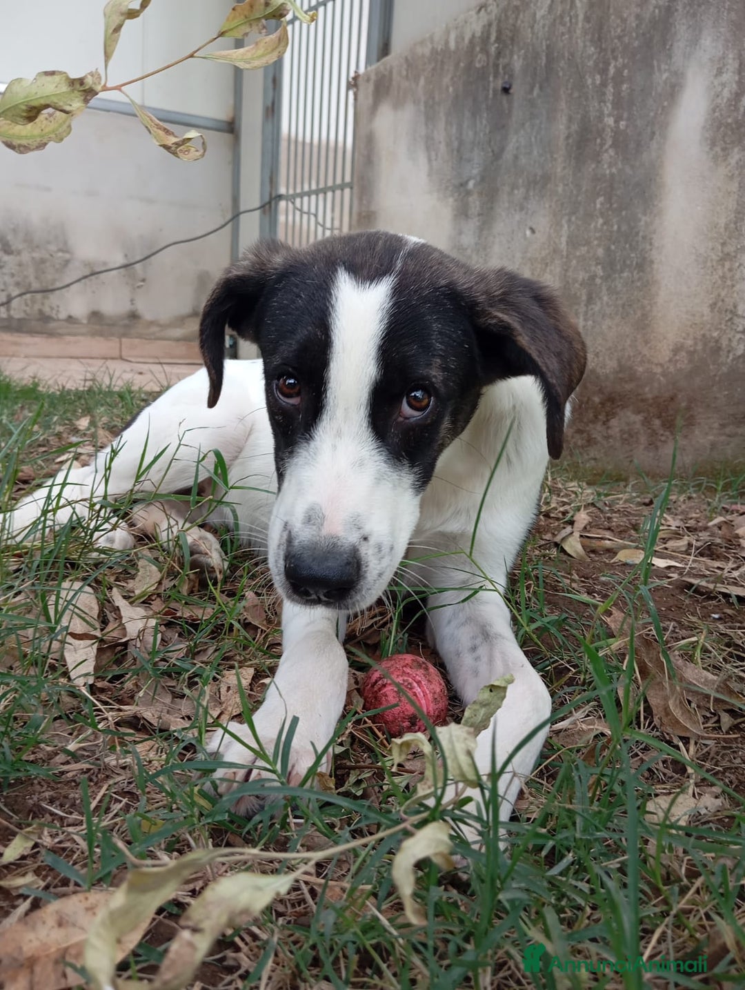 Meticcio cani in regalo: SNOOPY! (25-30KG) - Annuncio 1