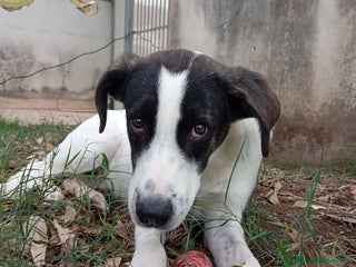 Meticcio cani SNOOPY! (25-30KG) - Annuncio 26